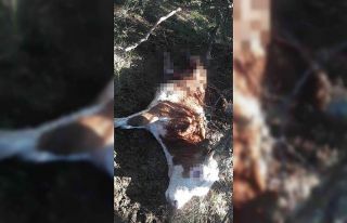 Köye kadar inen ayı, ineği parçaladı