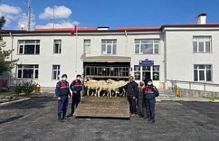 Koyun hırsızları jandarmadan kaçamadı