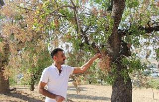 Kuraklık bıttımı vurdu, çiftçiler dertli