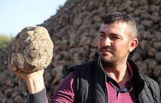 Kuraklık şeker pancarını da vurdu, üretim yüzde...