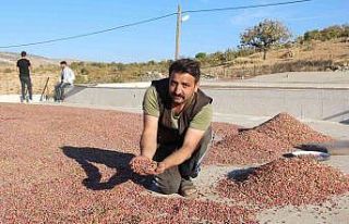 Kuraklık üreticiyi vurdu, 1 tondan 200 kilogram...