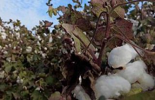 Kuraklık ve sıcaklar nedeniyle verimin düştüğü...