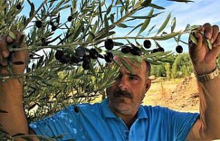 Kuraklık zeytinde rekolteyi düşürdü, kaliteyi...