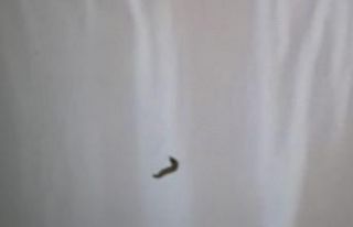 Kurtçuk televizyon ekranının içine yuva yaptı,...