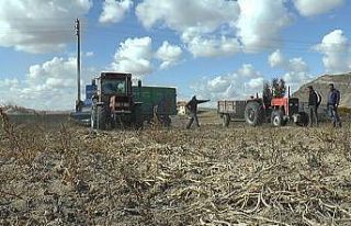 Kuru fasulye çiftçinin yüzünü güldürdü