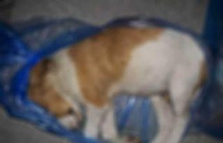 Kuşadası’nda 4 yavru köpek vahşice öldürüldü