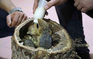 Kütükten çıkan 3 sincap yavrusu biberonla besleniyor