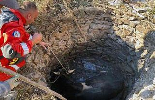 Kuyuya düşen inek kurtarıldı