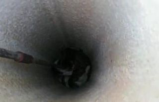 Kuyuya düşen yavru köpekler kurtarıldı