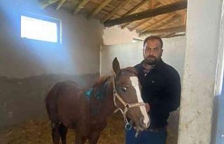 Mahmudiye halkının başıboş köpeklerle başı...