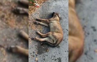 Mahmudiye’de köpek zehirlenmelerine tepki