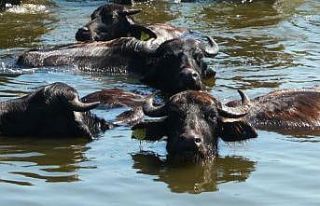 Manda ve manda ürünlerinin katma değeri arttırılıyor