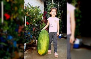 Manisa’da 14 kiloluk devasa acur ilgi odağı oldu