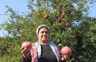 Manisa’da en fazla nar üretimi Salihli’de yapılıyor