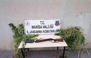 Manisa’da kenevir operasyonu