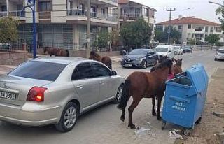 Manisa’da sokak hayvanlarına yılkı atları da...