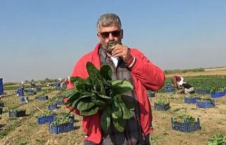 Manisalı üretici ’Biz zehir yetiştirmiyoruz’...