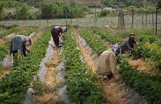 Marka haline gelen Sason çileğinde yılın son hasadına...