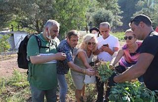 Marmaris’e gelen Alman heyet yer fıstığı topladı