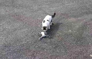 Meraklı kedinin drone ilgisi