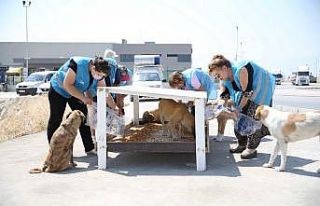 Merkezefendi Belediyesi can dostlara sahip çıkıyor