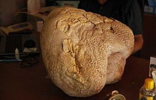 Mersin’de 23 kiloluk dev mantar bulundu