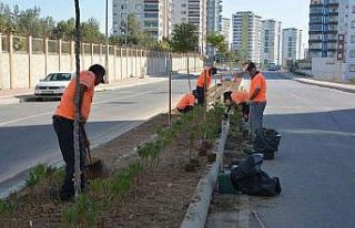 Mersin’de binlerce zakkum fidanı toprakla buluşuyor