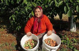 Meşhur Çameli cevizinde hasat zamanı