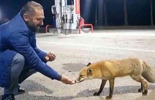 Milli futbolcunun babası tilkiyi eliyle besledi