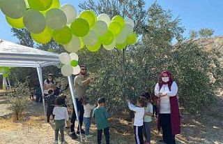 Minik öğrenciler zeytin hasadı yaptı