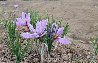 Mor altın Safran’da rekolte fiyatı yükseltti