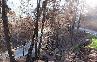 Muğla’da orman yangınları sonrası doğa küllerinden...