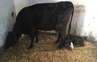 “Muhtar” anlamlı bir günde dünyaya geldi