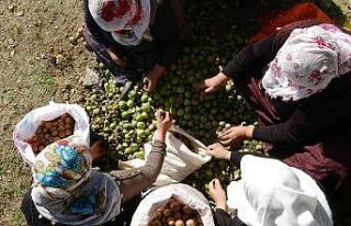 Muş’ta 650 ton cevizden 13 milyon lira katkı bekleniyor