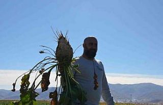 Muş’ta çiftçilerin tatlı telaşı devam ediyor