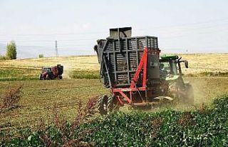 Muş’ta şeker pancarının tarladan sofraya uzanan...