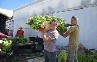 Muz seralarında yeni hasat başladı, rekolte artınca...