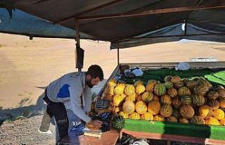 Narmikan kavununda hasat başladı