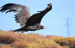 Nesli tehlike altında olan Kara Akbabalar Bayburt’ta...