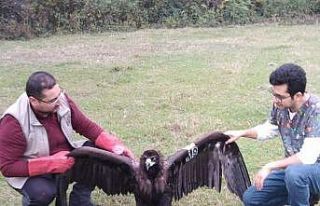 Nesli tehlikede olan kara akbaba Düzce’de mola...