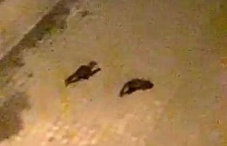 Nesli tükenmekte olan gelincik Ardahan’da şehre...