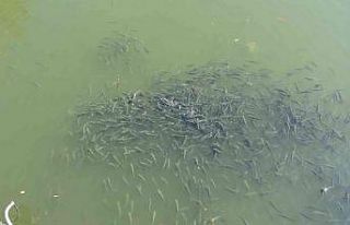 Nifrit Deresi’nde balıklar kirlilikten oksijensiz...