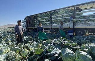 Niğde’de ilk kez beyaz lahana ihracatı