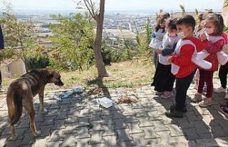 Öğrenciler sokak hayvanlarını besledi