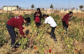 Okulda hasat sevinci