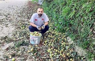 Organik elmalar pekmeze dönüşüyor