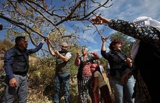 Orman Bölge Müdürü Selendi’de Antep fıstığı...