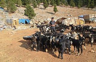 Orman yangınından etkilenen Yörükler otlakiye...