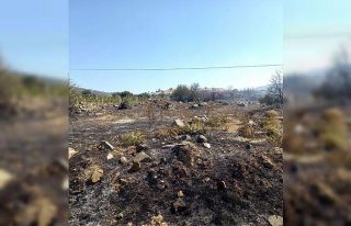 Ormanı yakmaya çalışan şahıs gözaltına alındı