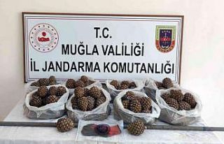 Orman’ın çam fıstığı tohumları çalındı